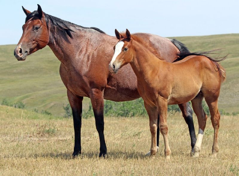 013 - Frost Miss Reba colt